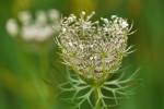 CLOSE-UP/MACRO