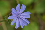CLOSE-UP/MACRO