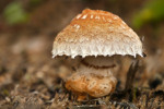 CLOSE-UP/MACRO