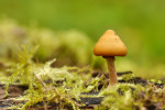 CLOSE-UP/MACRO