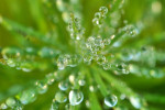 CLOSE-UP/MACRO