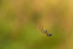 CLOSE-UP/MACRO