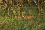 NATUUR