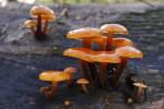 CLOSE-UP/MACRO