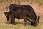 NATUUR