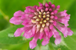 CLOSE-UP/MACRO