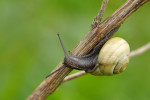 CLOSE-UP/MACRO
