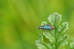 CLOSE-UP/MACRO
