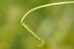 CLOSE-UP/MACRO