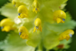 CLOSE-UP/MACRO