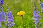 CLOSE-UP/MACRO