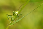 CLOSE-UP/MACRO