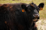 NATUUR