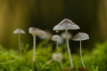 CLOSE-UP/MACRO