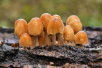 CLOSE-UP/MACRO