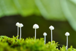 CLOSE-UP/MACRO