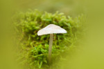 CLOSE-UP/MACRO
