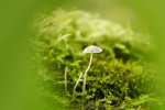 CLOSE-UP/MACRO