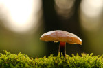 CLOSE-UP/MACRO