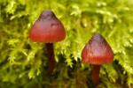 CLOSE-UP/MACRO