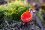 CLOSE-UP/MACRO