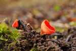 CLOSE-UP/MACRO