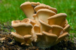 CLOSE-UP/MACRO