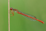 CLOSE-UP/MACRO