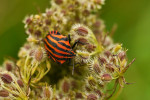 CLOSE-UP/MACRO