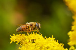 CLOSE-UP/MACRO