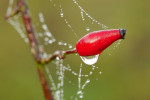 CLOSE-UP/MACRO