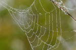CLOSE-UP/MACRO