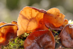 CLOSE-UP/MACRO