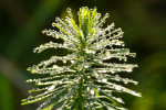 CLOSE-UP/MACRO