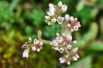 CLOSE-UP/MACRO