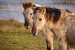 NATUUR