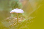 CLOSE-UP/MACRO