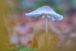 CLOSE-UP/MACRO