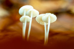CLOSE-UP/MACRO
