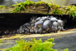 CLOSE-UP/MACRO
