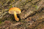 CLOSE-UP/MACRO