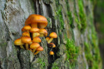 CLOSE-UP/MACRO