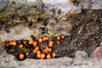 CLOSE-UP/MACRO
