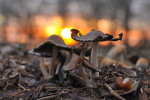 CLOSE-UP/MACRO