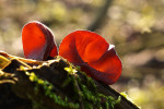 CLOSE-UP/MACRO